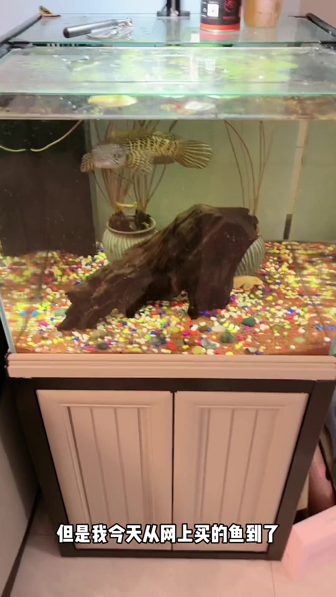 太心疼！不知咋回商家，可爱的鱼全死了！