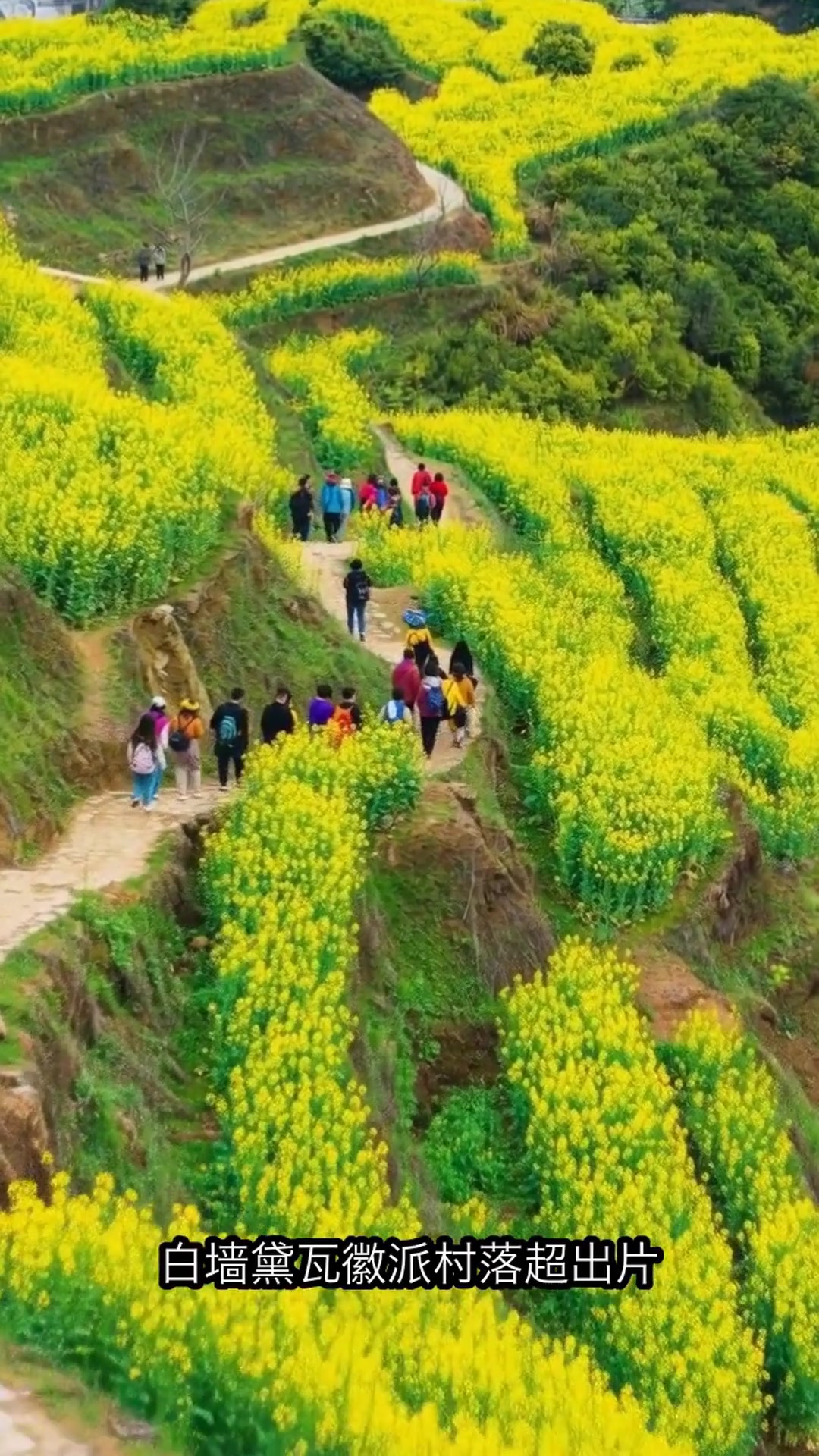 中国4大油菜花海天花板！错过等一年，速速收藏