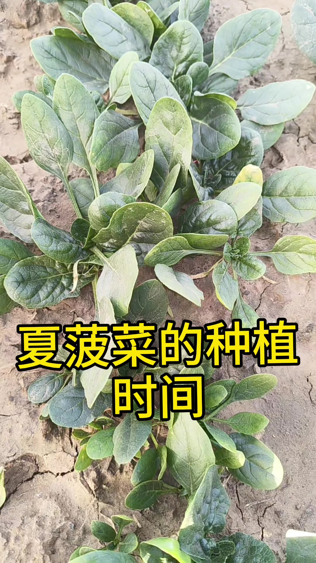 菠菜种植的最佳时间