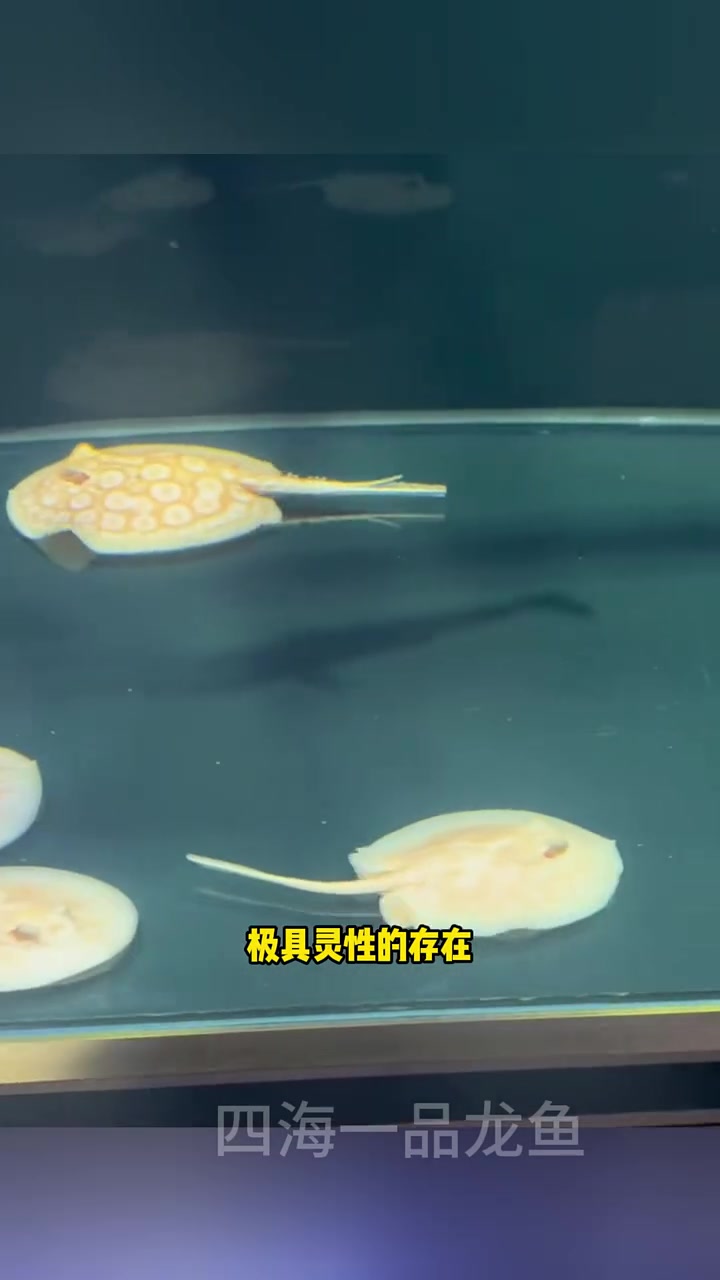白子魟鱼 水族 观赏鱼
