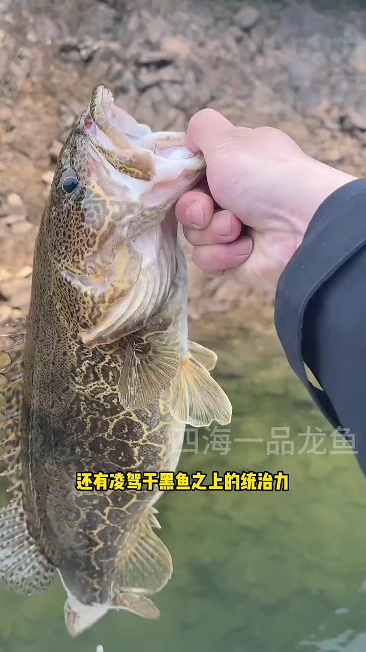 中国淡水猛鱼从夯到拉排名 水族设备 观赏鱼