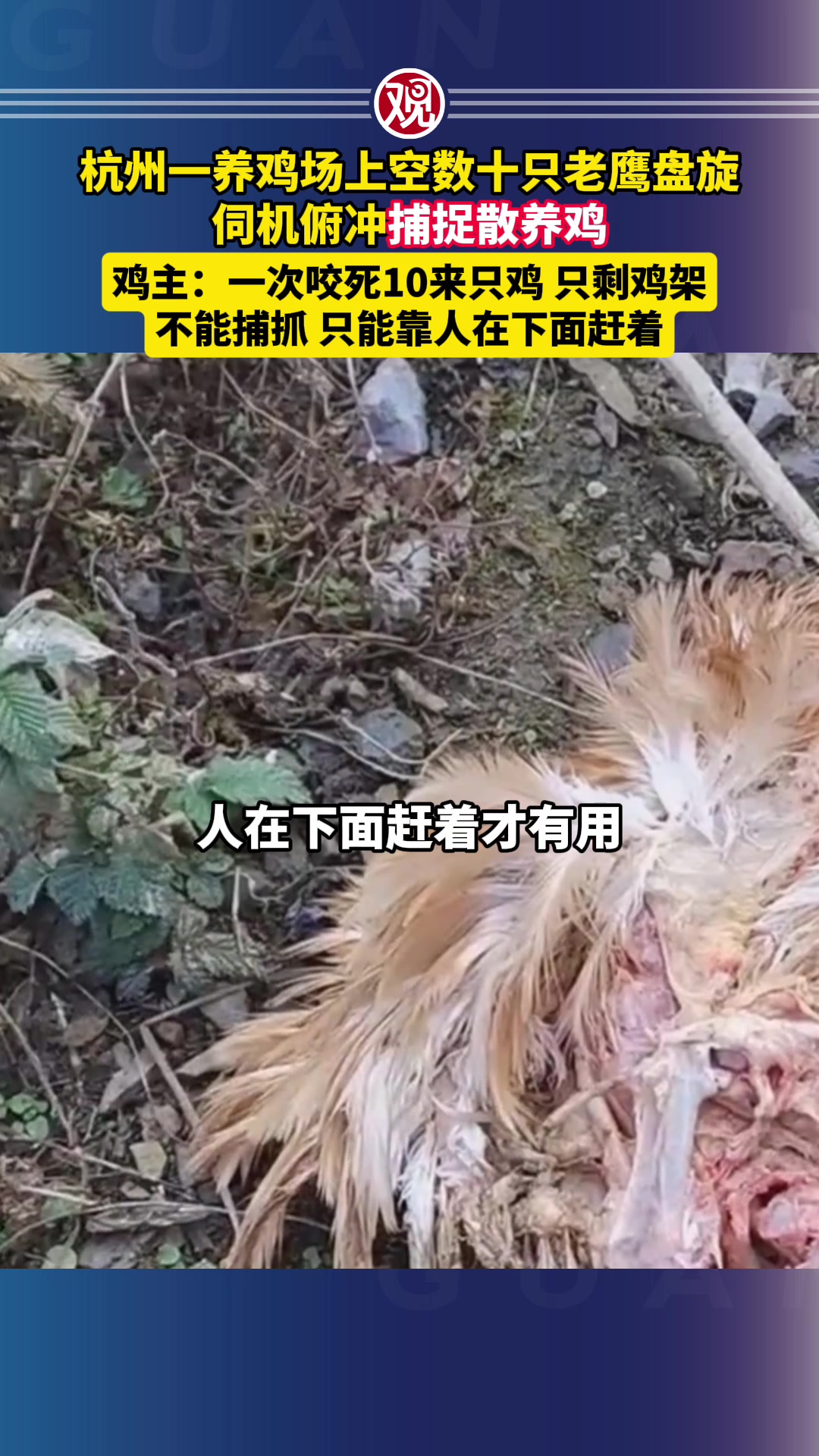 杭州一养鸡场上空数十只老鹰盘旋伺机俯冲捕捉散养鸡，鸡主：一次咬死10来只鸡，只剩鸡架，不能