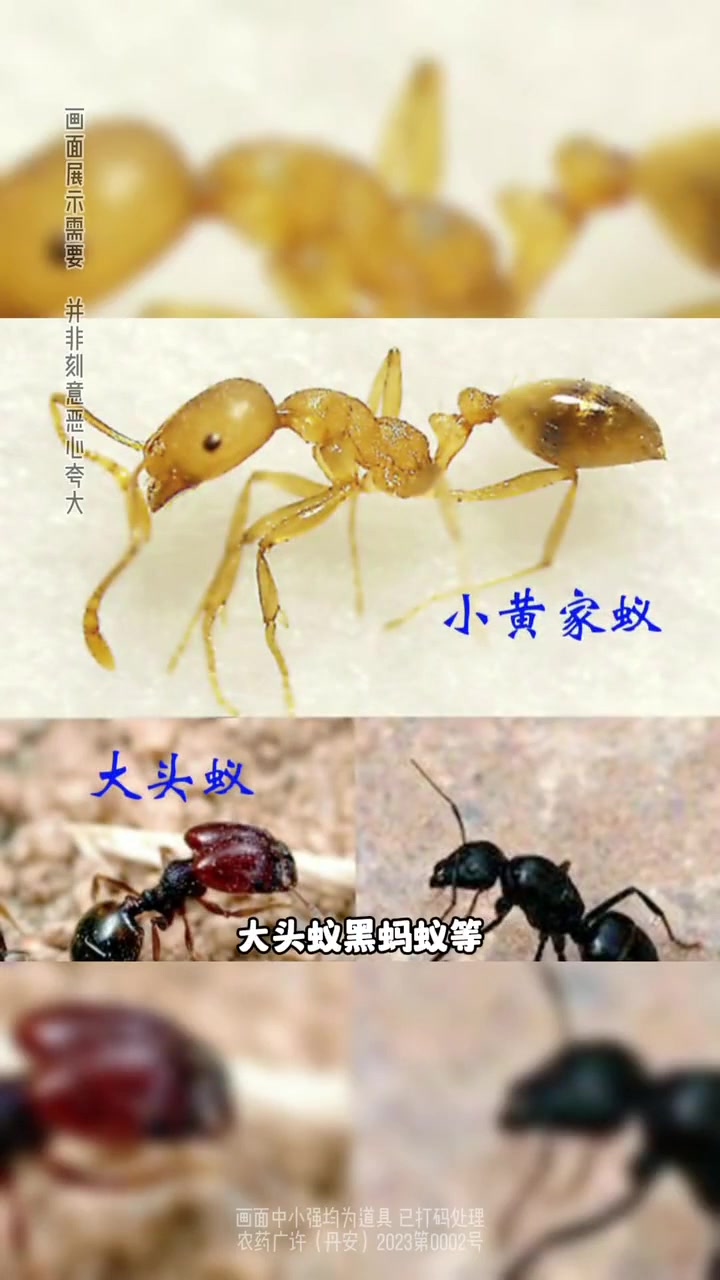 一般常见的蚂蚁有几种？