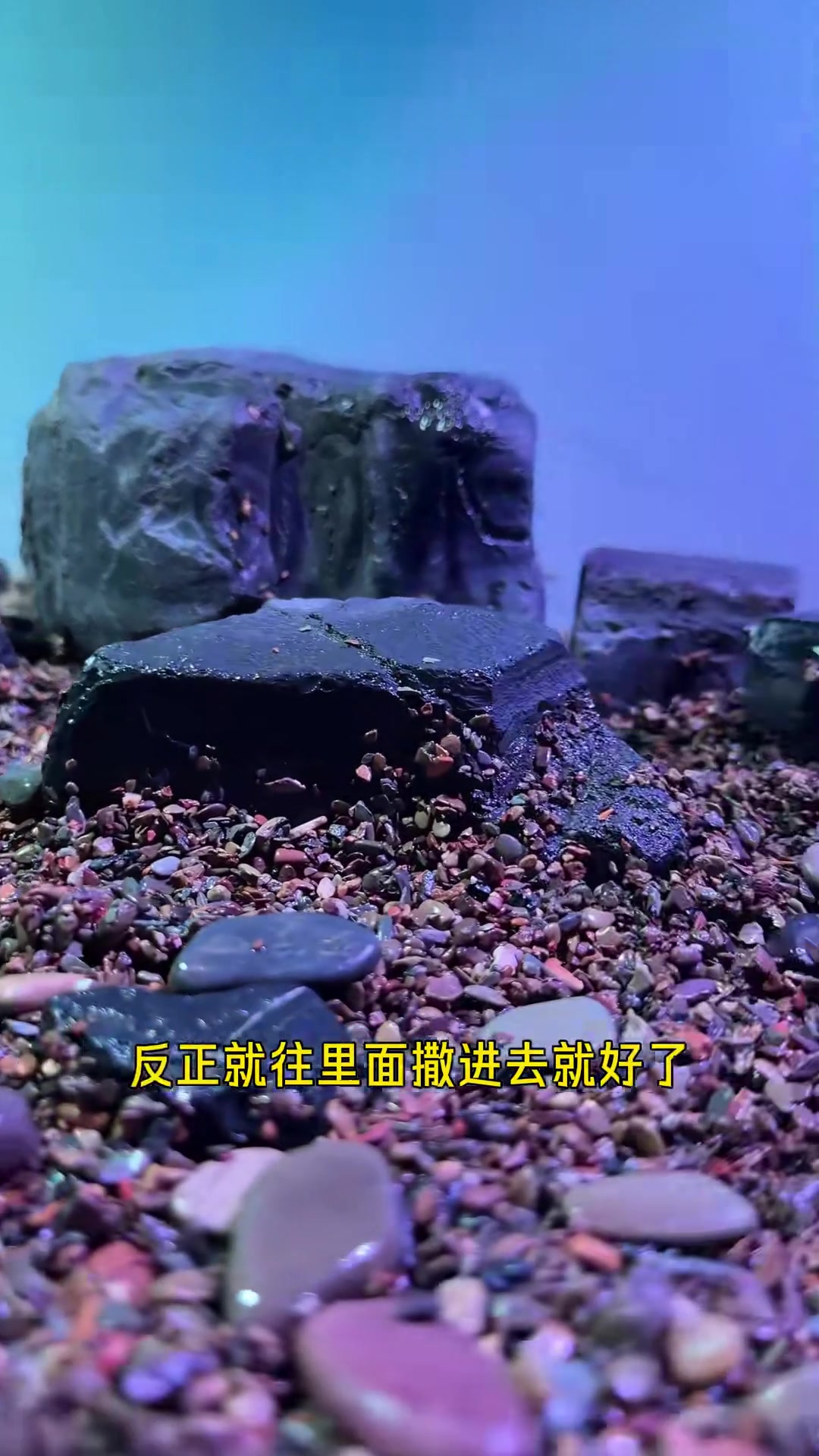 第一次开鱼缸第一次造景，我的造景水平，我的养鱼水平。一言难尽啊
