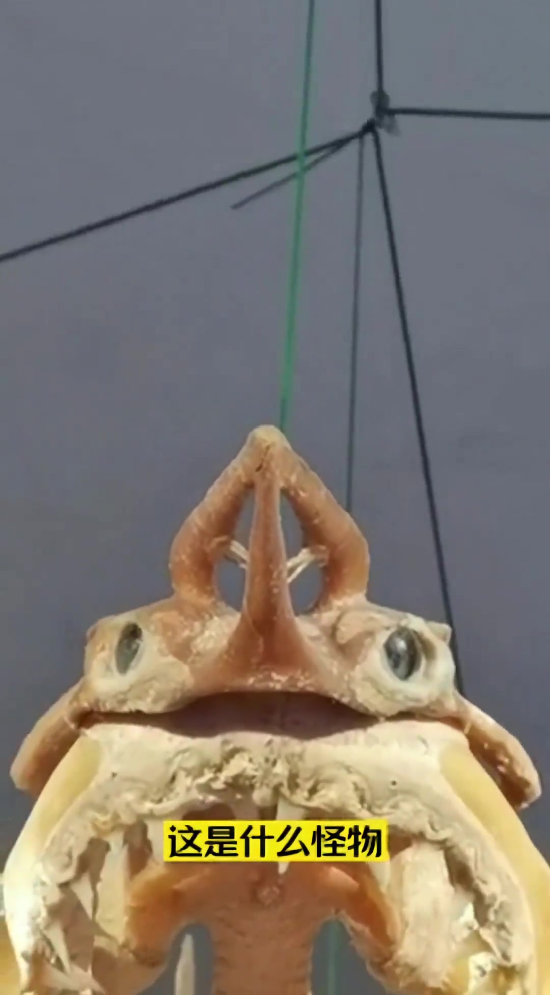 脱了马甲你还能认识我?扒了皮你能认出鲨鱼的骨头?