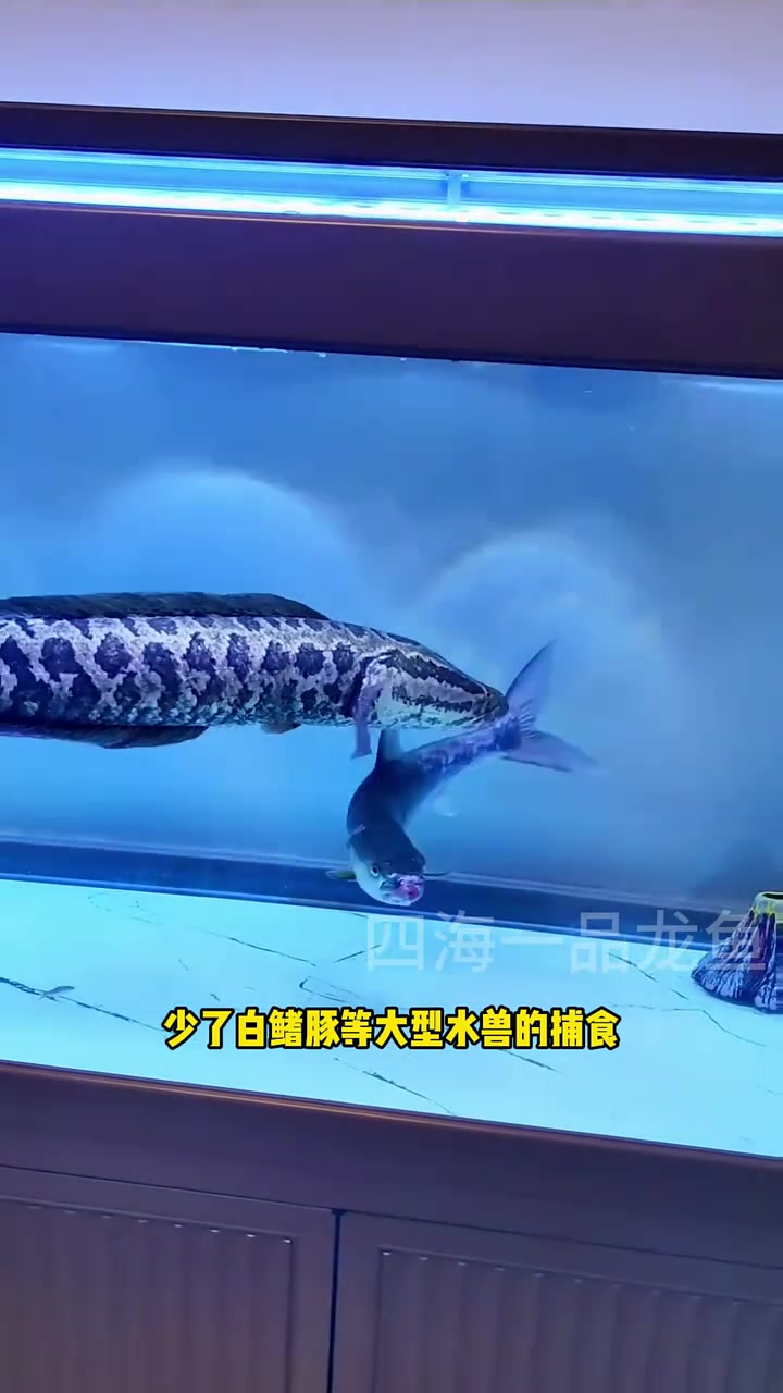 中国淡水猛鱼从夯到拉排名 水族 观赏鱼