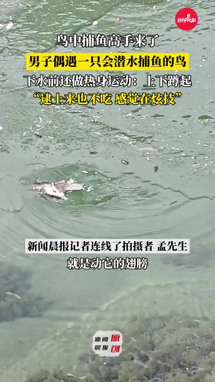 鸟中捕鱼高手来了!男子偶遇一只会潜水捕鱼的鸟,下水前还上下蹲起做热身运动,捕了鱼也不吃,纯