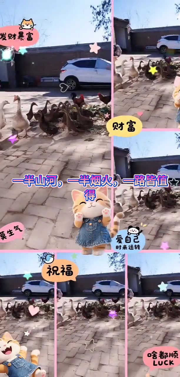 猫咪表情包