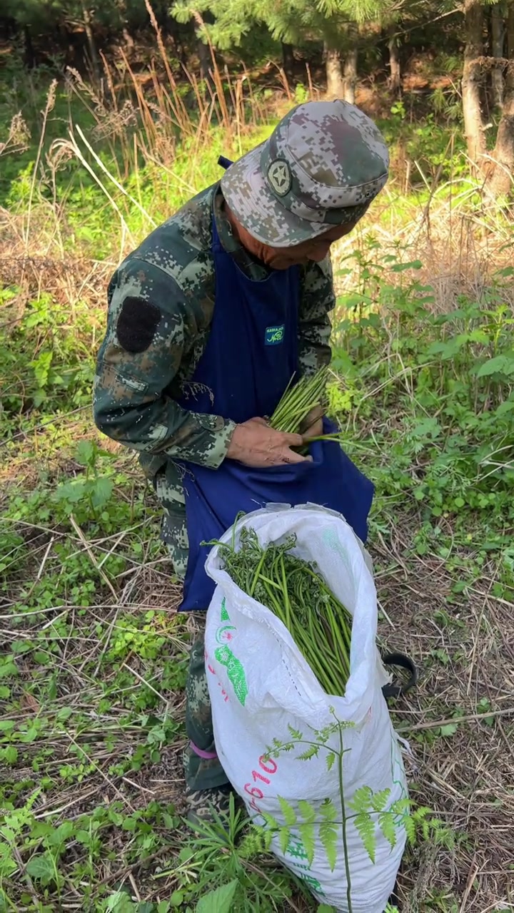 东北野生山蕨菜