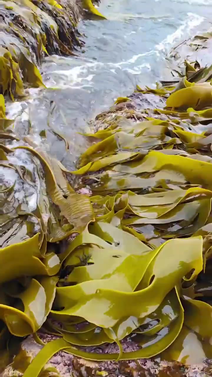 分享一些不同的海菜，你都吃过哪几种呢