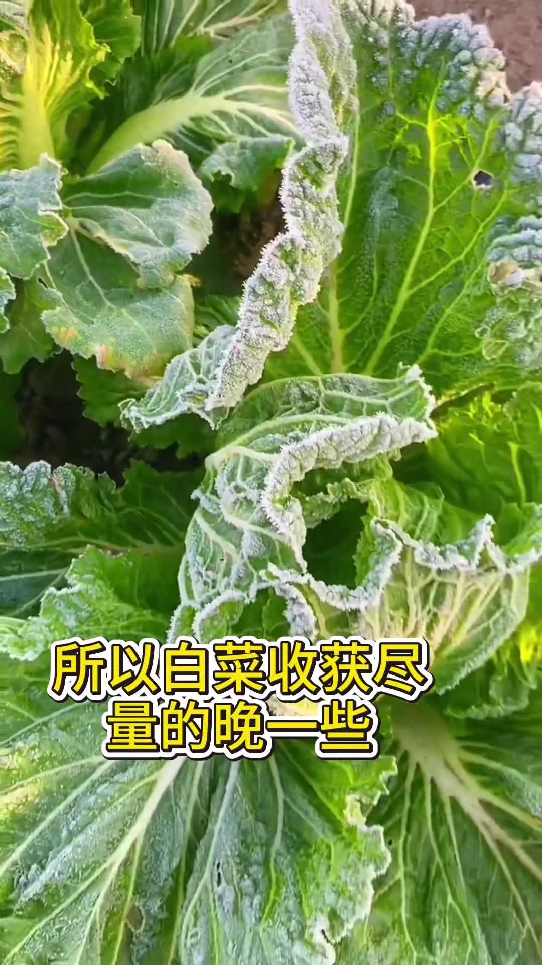 大雪节气后白菜最晚什么时候收获