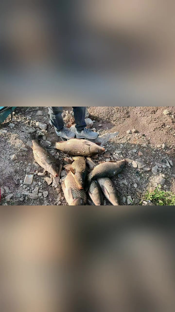 冮家水库鰱鳙开口了，鲫鱼鲤鱼草鱼暴躁起来