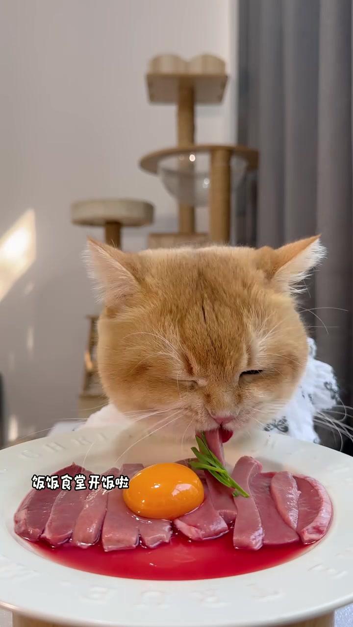 猫咪生骨肉