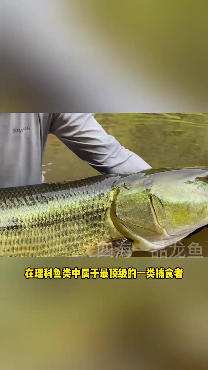 中国淡水猛鱼从夯到拉排名 水族 观赏鱼