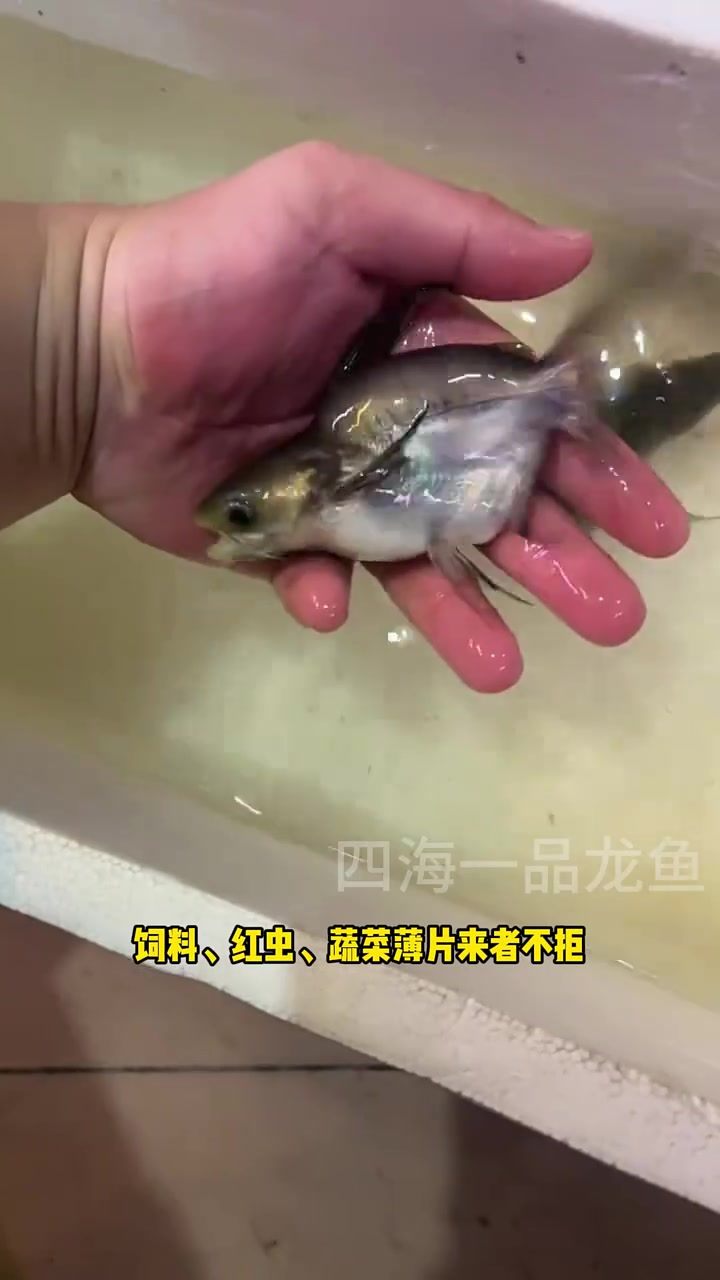 球鲨鱼 水族 观赏鱼
