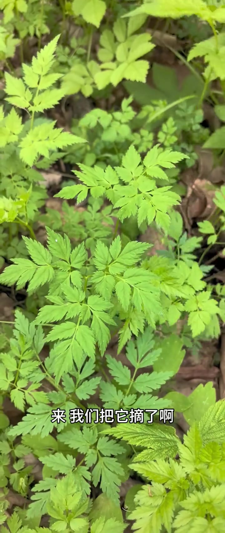 长白山区山野菜——小叶芹