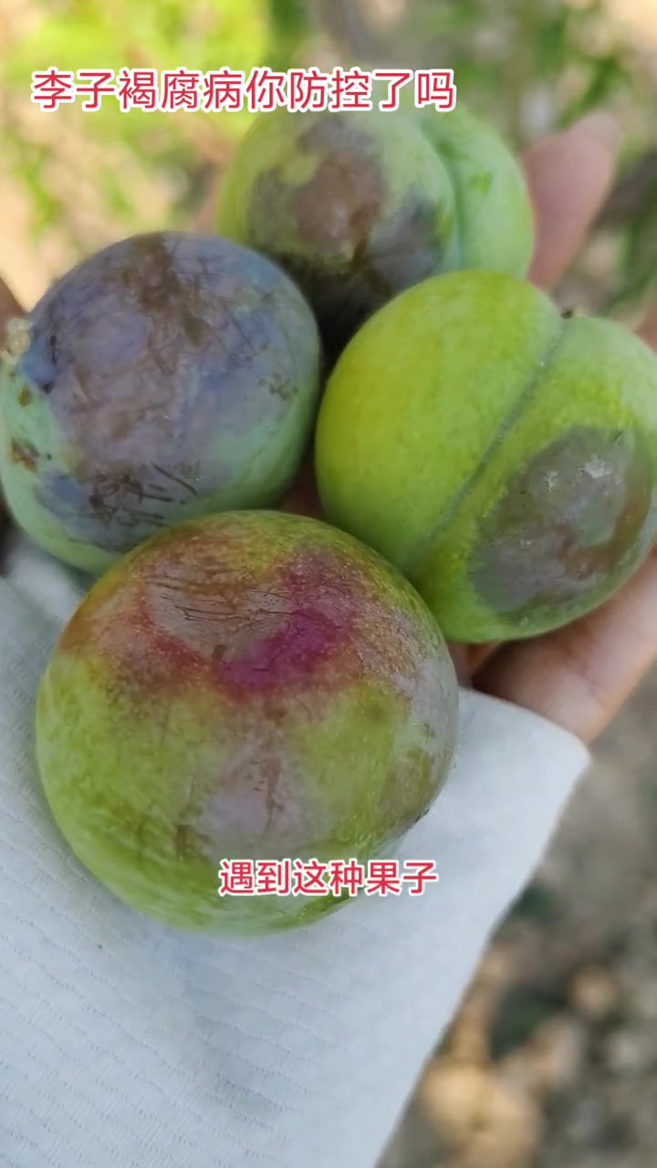 李子褐腐病你防控吗