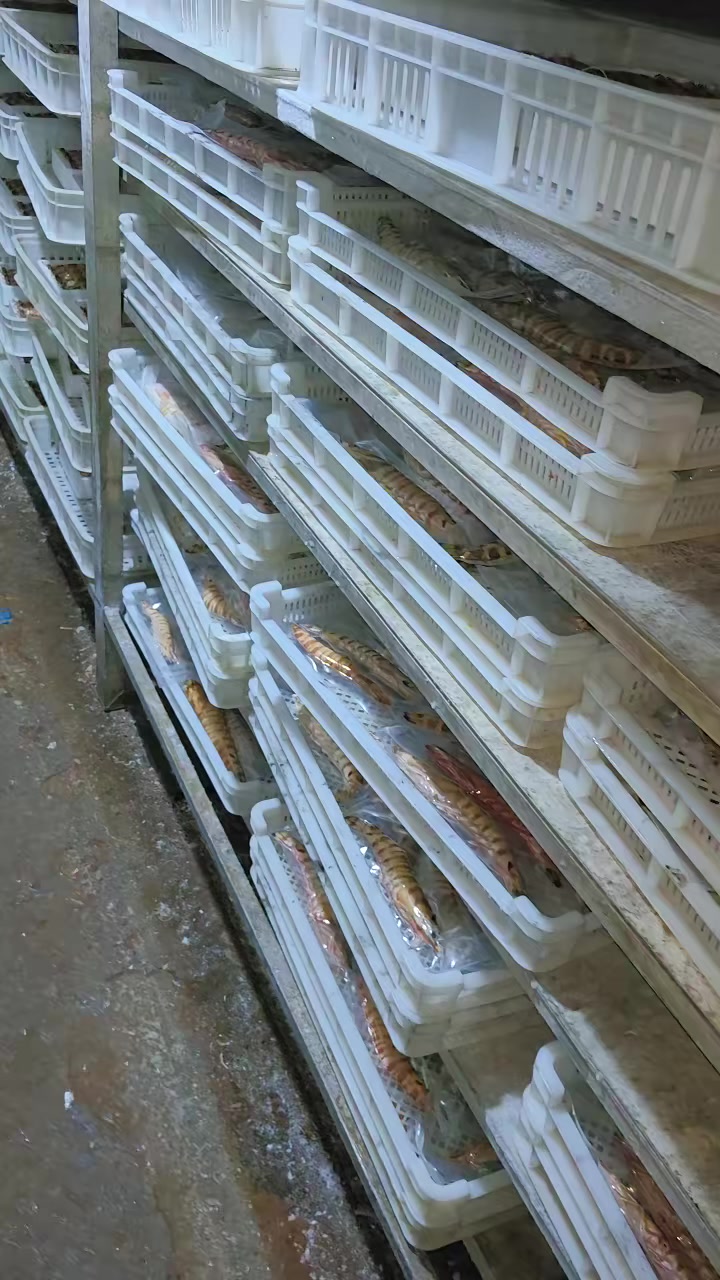 野生单冻大竹节虾,这个品质太强了