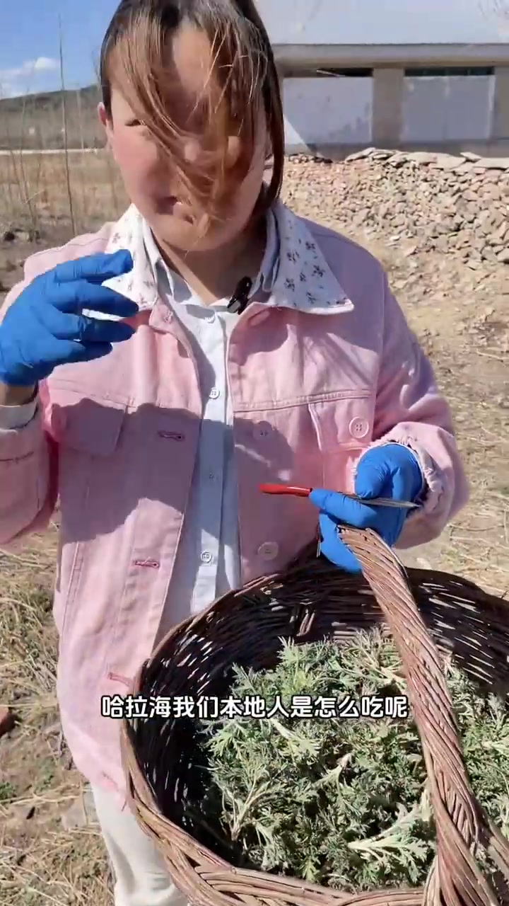这种会蛰人的山野菜哈拉海，你被它咬过手吗