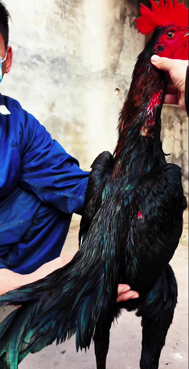 一只黑色的越南大冠斗鸡