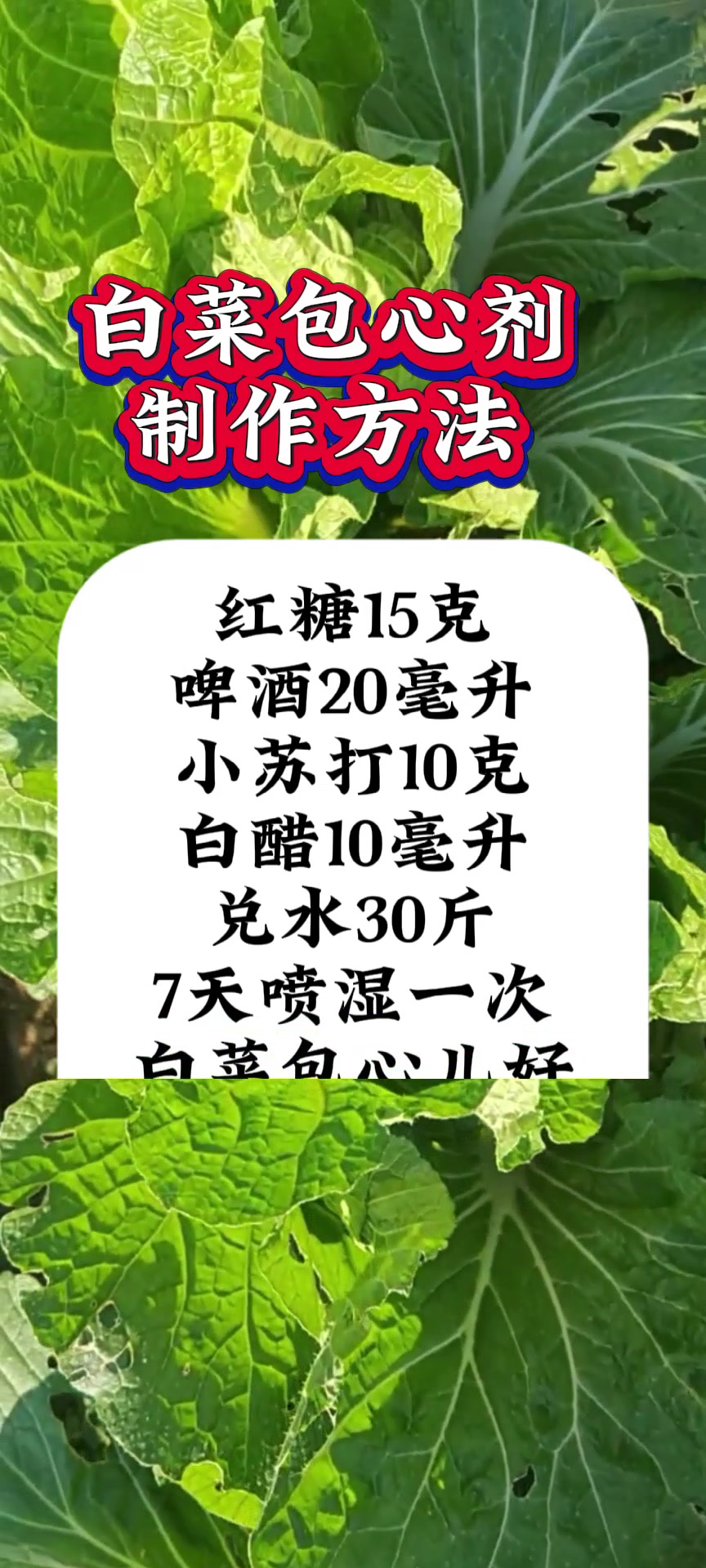 白菜包心剂的制作方法