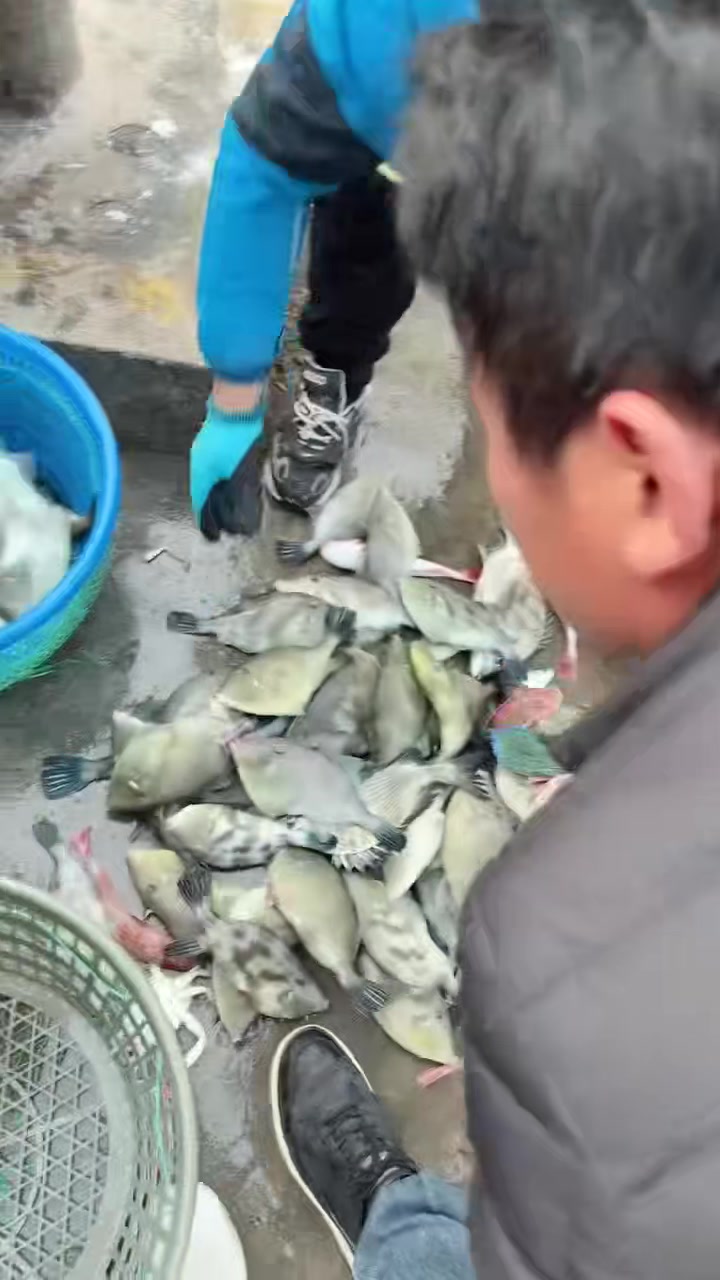刚回来的小海鲜鱼,你看新鲜不新鲜