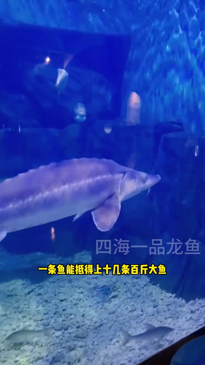 中国淡水猛鱼从夯到拉排名 水族 观赏鱼