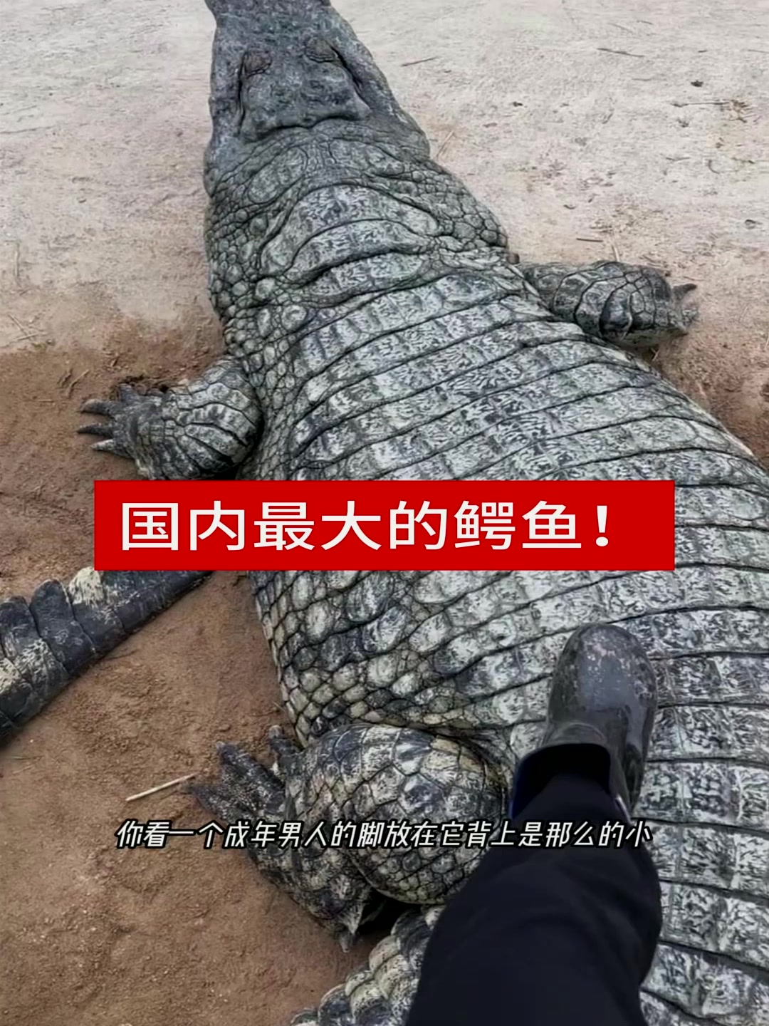 国内最大的鳄鱼!
