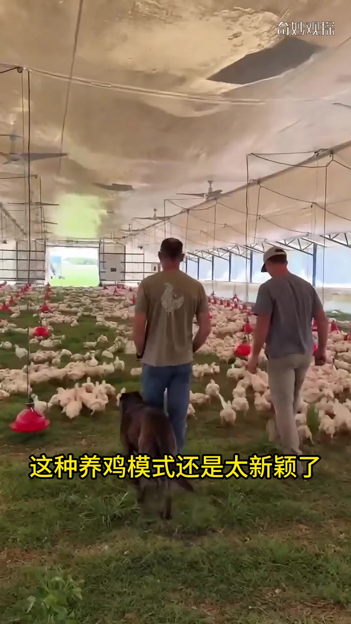 美国人发明的移动养鸡大棚,这样养鸡太方便了