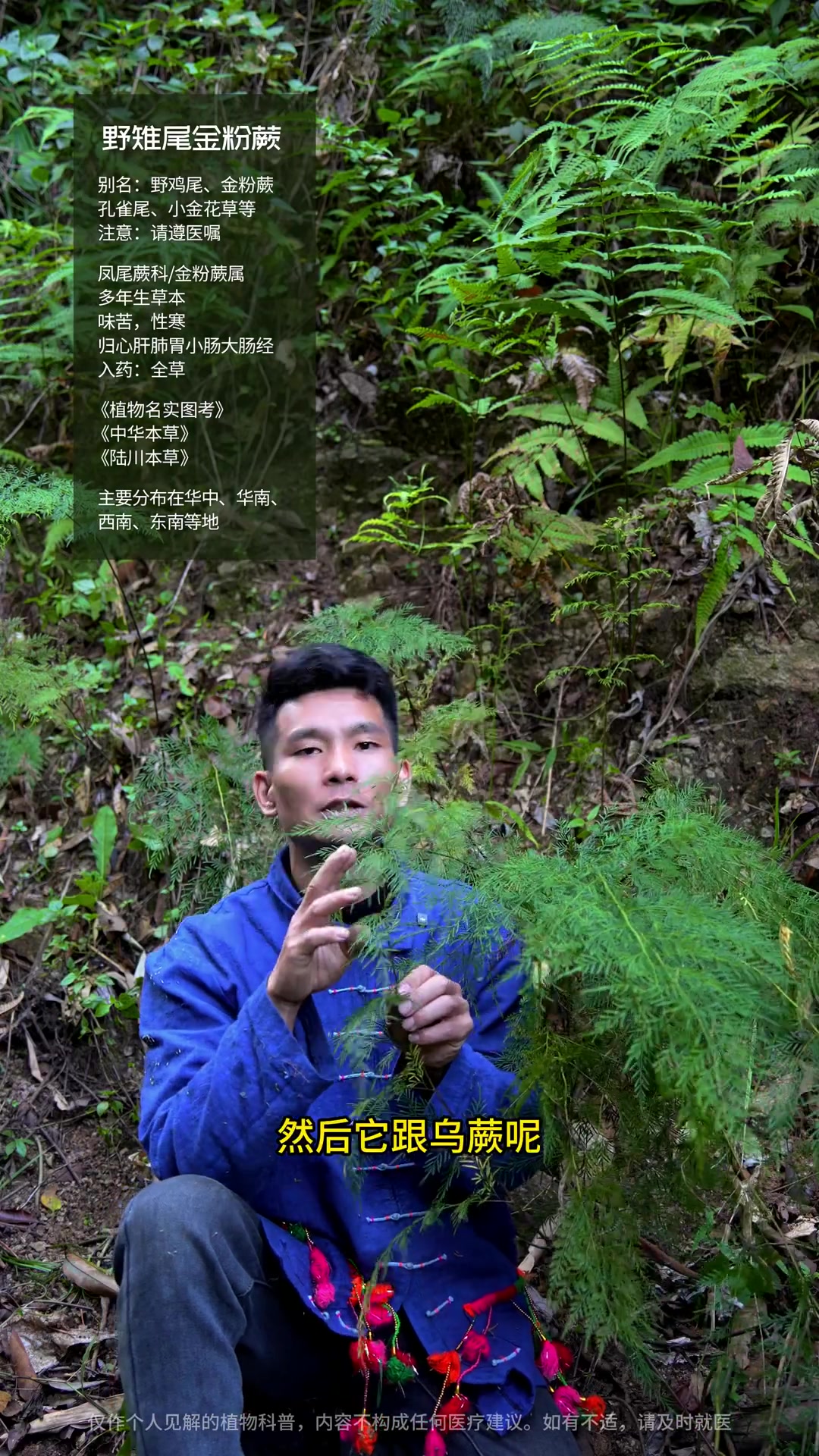 金光闪闪！好似凤凰的尾羽，价值连城！野雉尾金粉蕨 蕨类植物 本草 植物科普