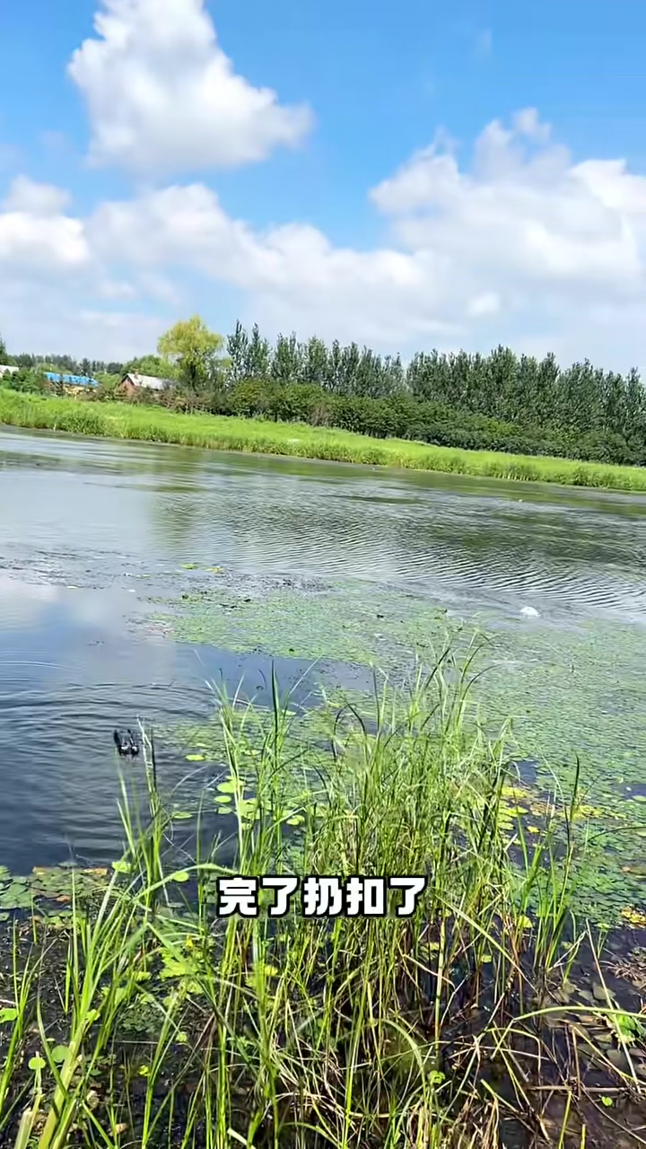今天去江里给柯尔鸭们捞了些鱼吃！