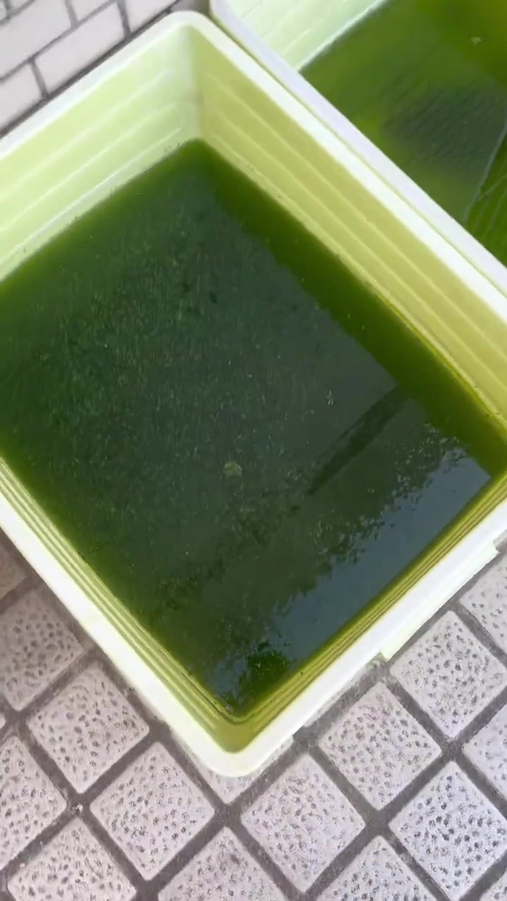 大鳄也有涡轮增压，有喜欢小鳄鱼小鳄龟的看下主