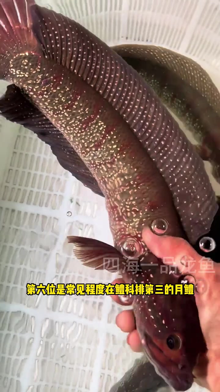 中国淡水猛鱼从夯到拉排名 水族 观赏鱼