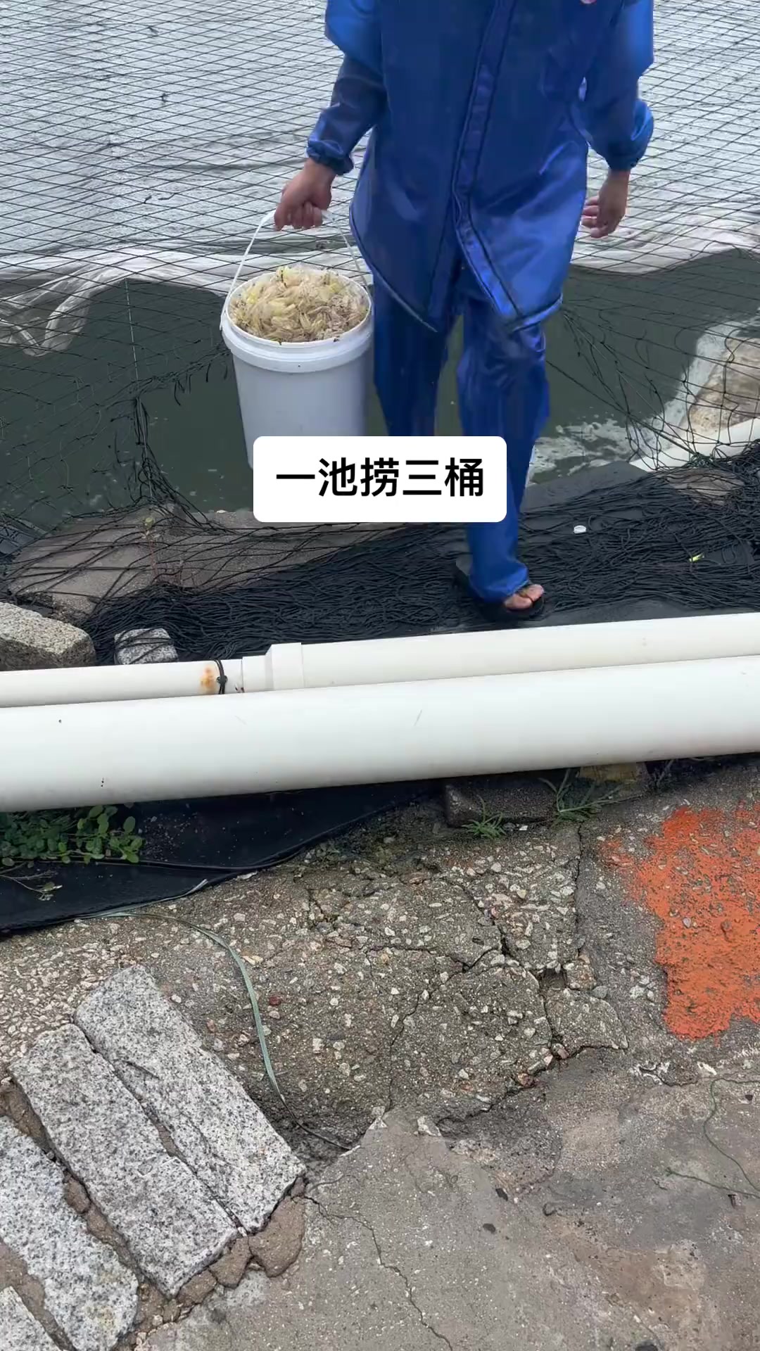 下雨降温时南美白对虾大脱壳,养虾人该如何应对?