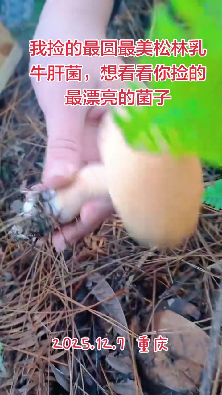 捡菌子 采蘑菇 松林乳牛肝菌 大自然的馈赠 最美菌子