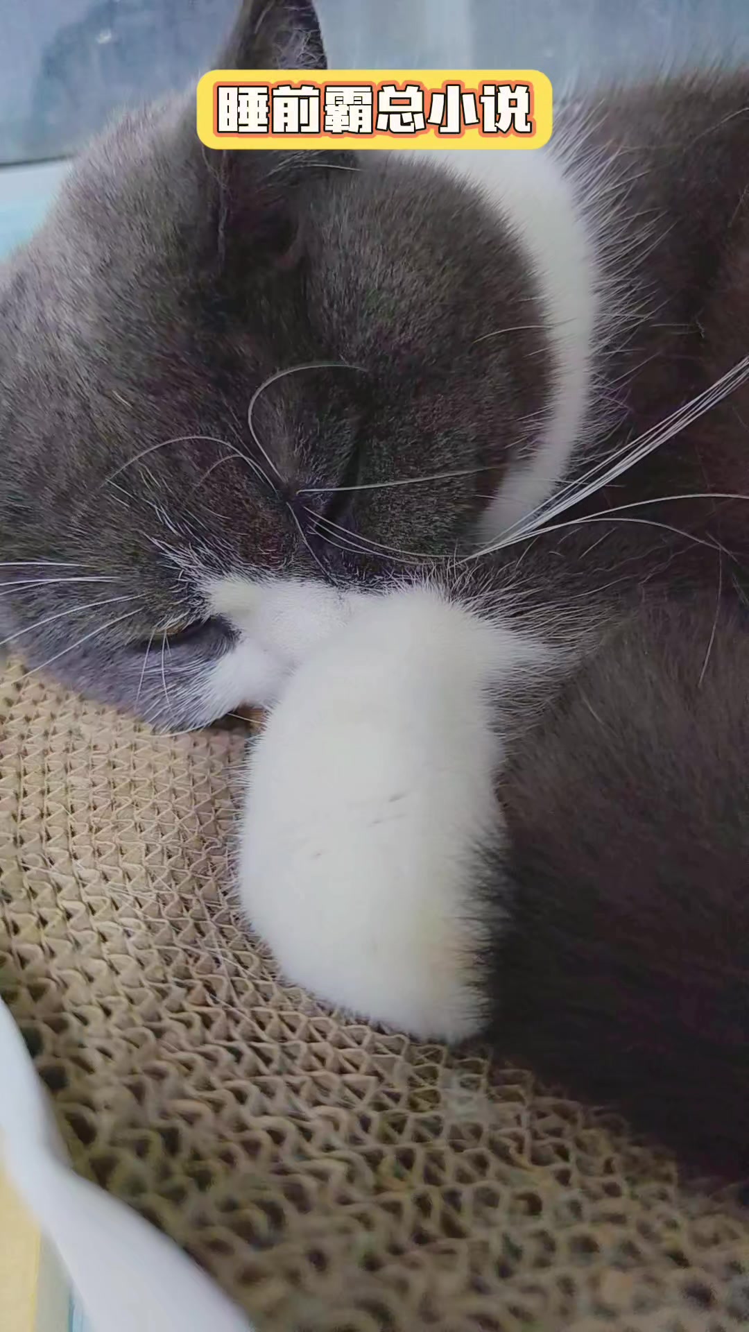 小猫听霸总小说也很无
