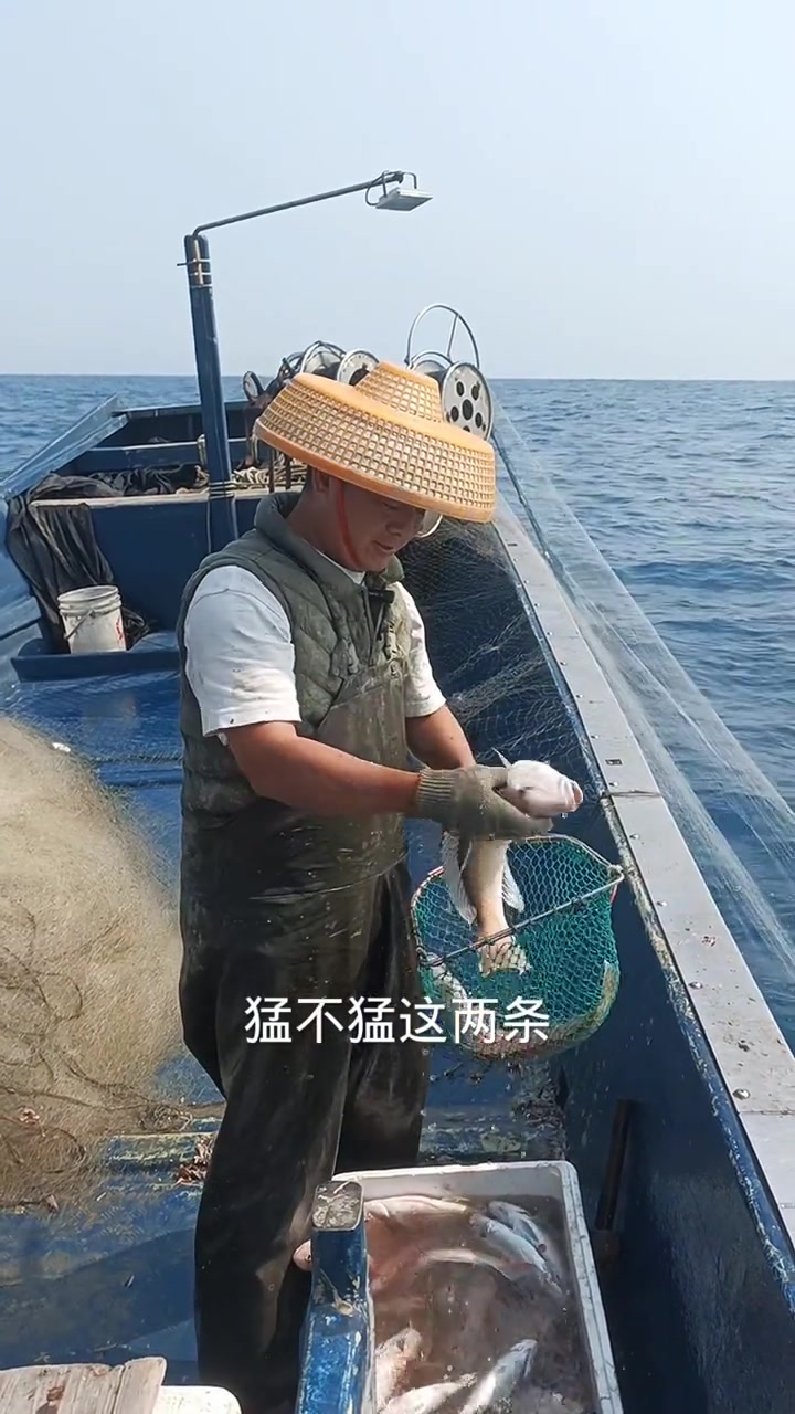 哇塞！马头鱼竟然爆网了！