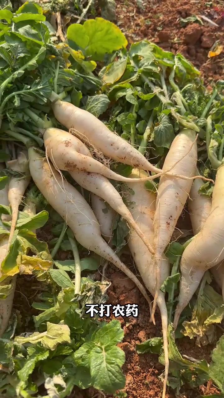 在野生态农场，2025年继续投身于种养循环