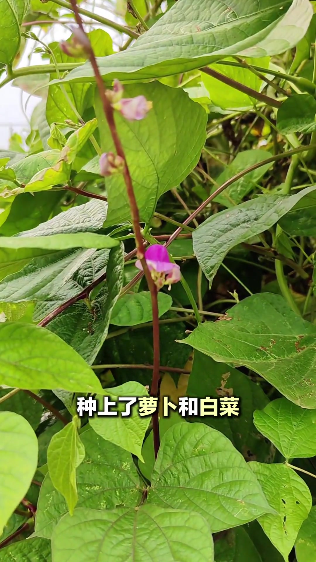小菜园又种了很多菜,还育了红菜苔和黄心菜