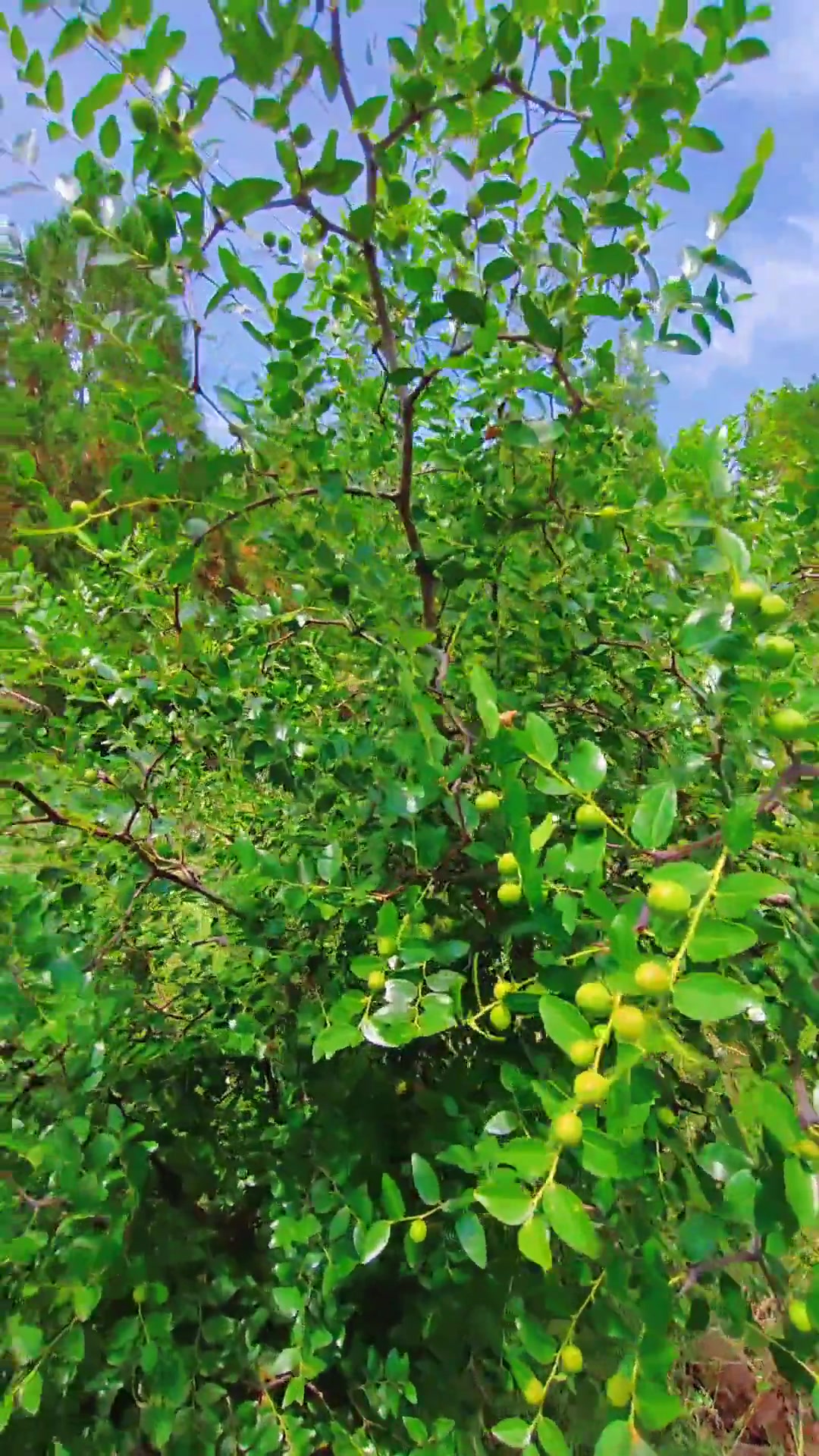 野生酸枣快成稀有植物，因功效好遭疯狂采收！