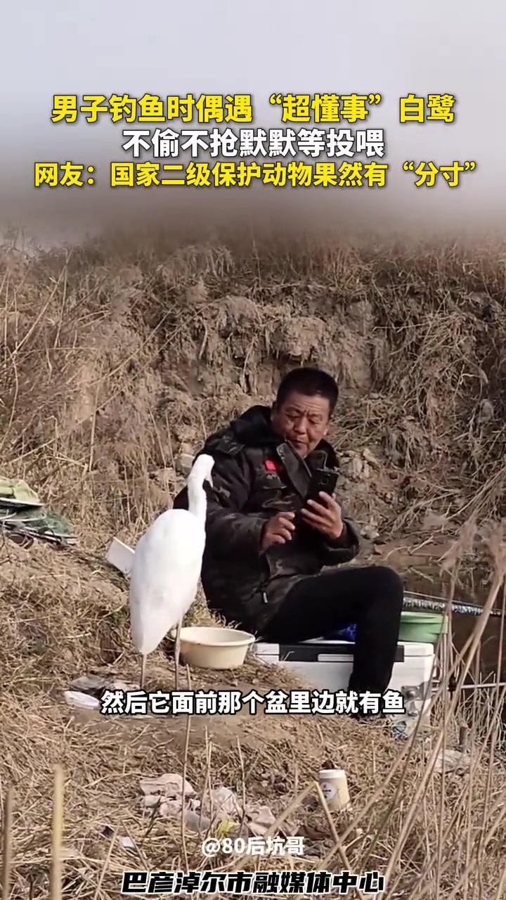 男子钓鱼时偶遇“超懂事”白鹭,不偷不抢默默等投喂,网友:国家二级保护动物果然有“分寸” 人