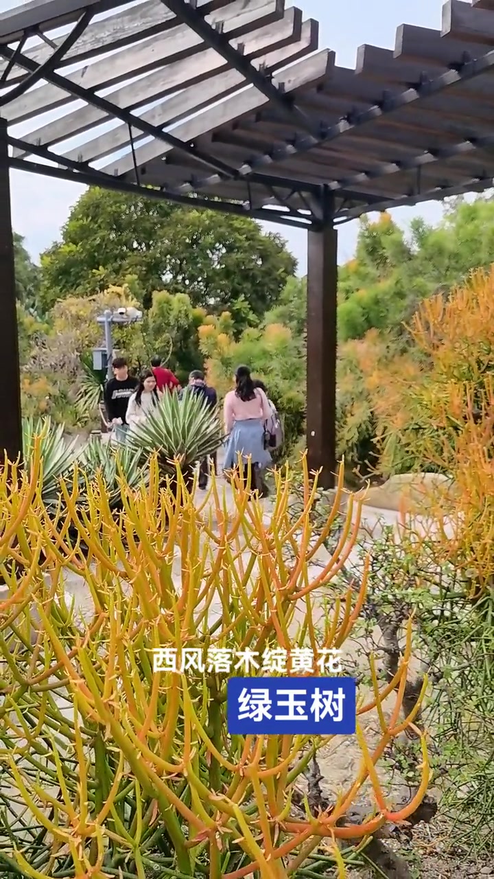 光棍树有毒!这些特点你知道吗?