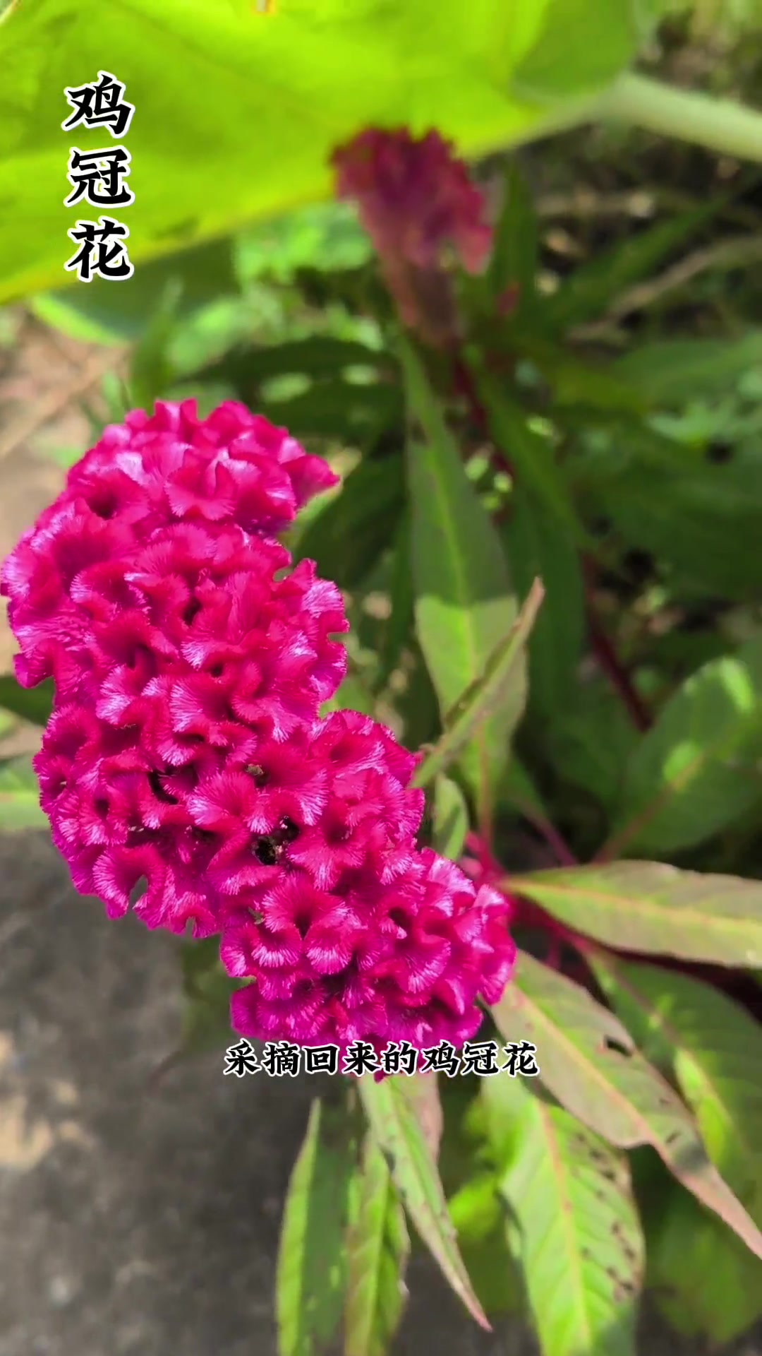 兰姐带你看激光花,这价值和吃法你知道吗?