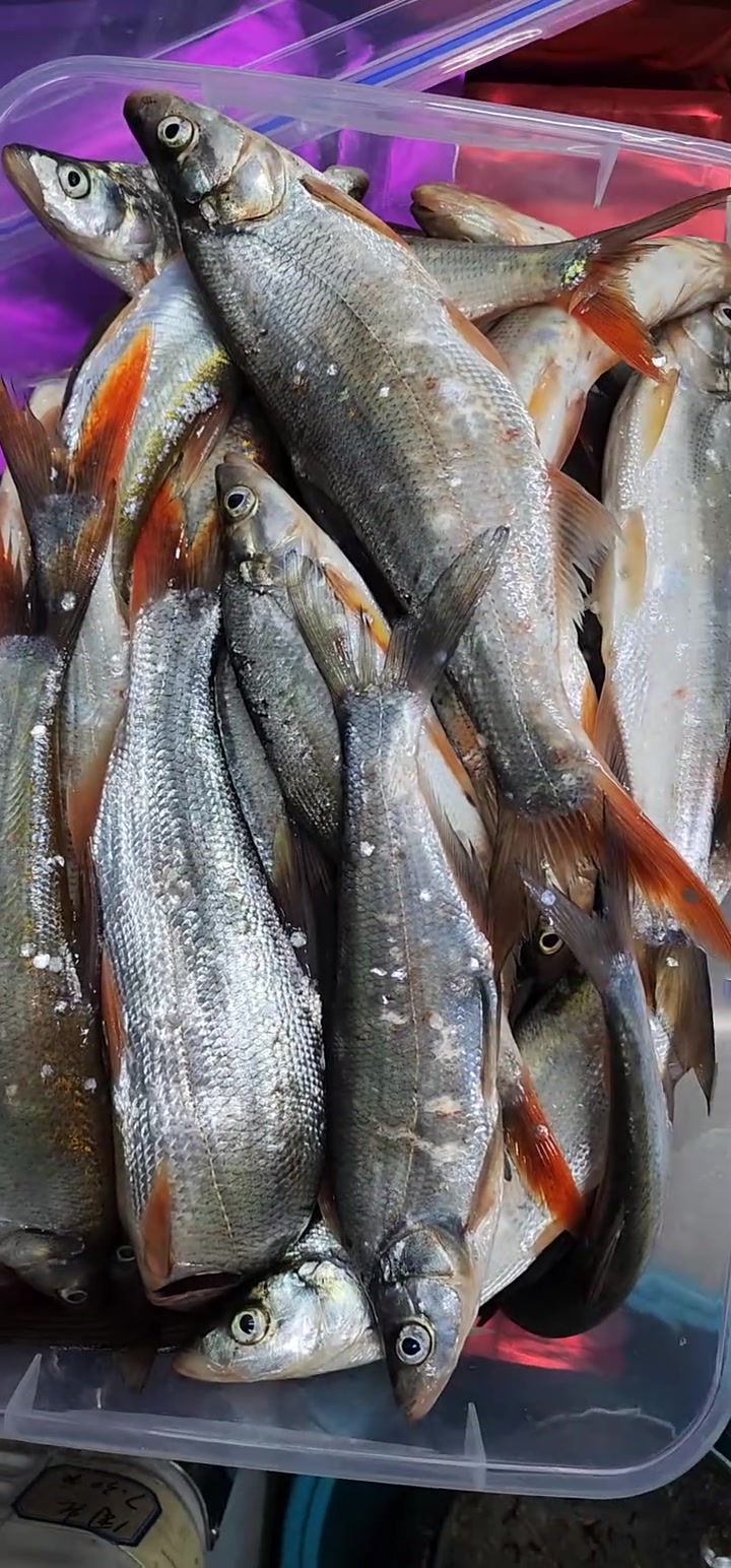 清澈水库里，肥美的嘎鱼！