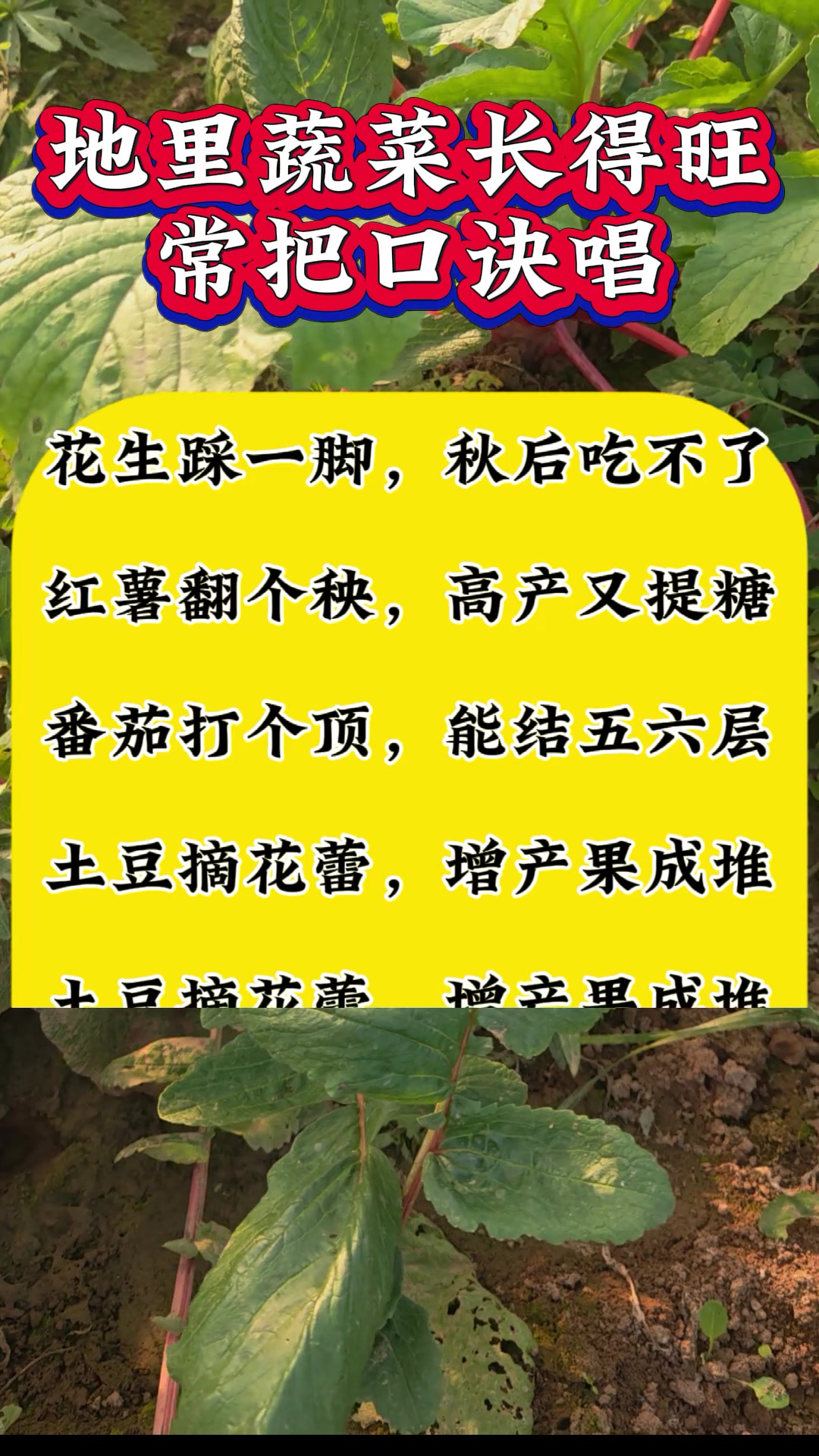 地里蔬菜长得旺,常把口诀唱
