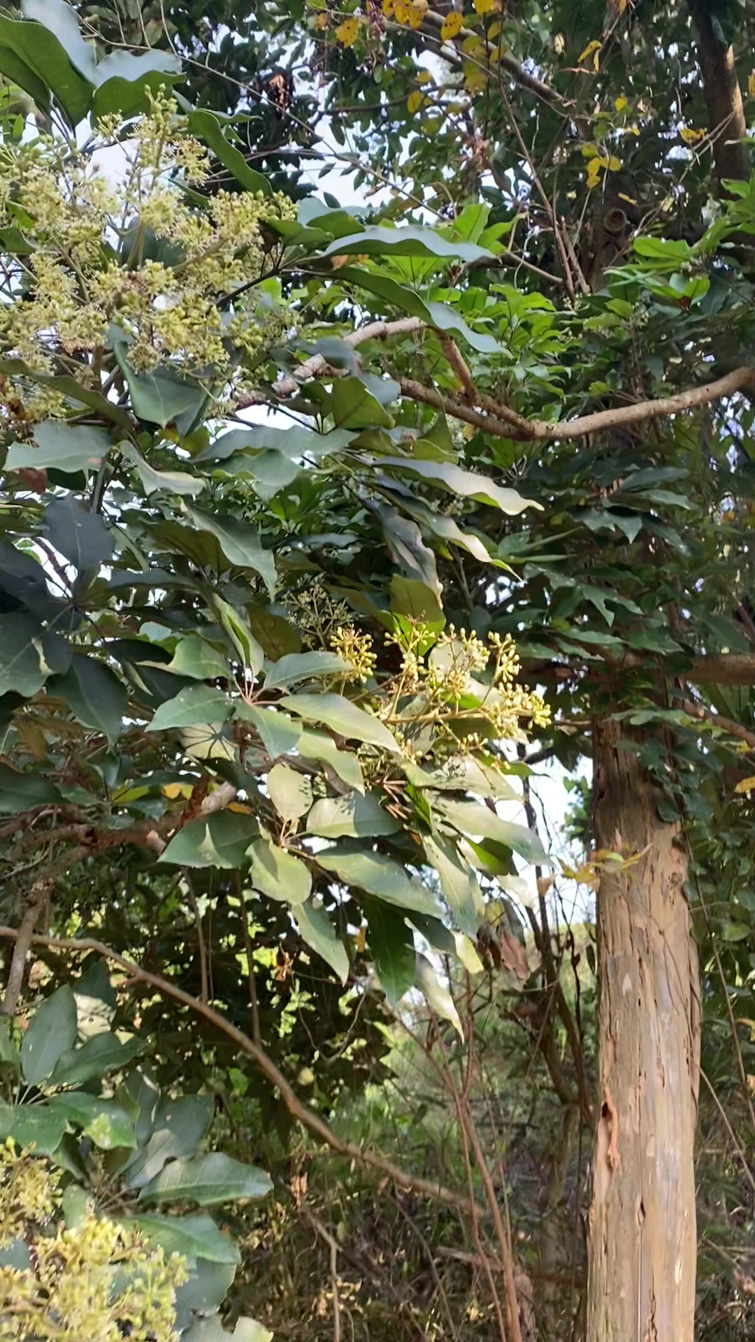 今年鸭脚木流蜜很猛一进蜂场就有很浓冬蜜味