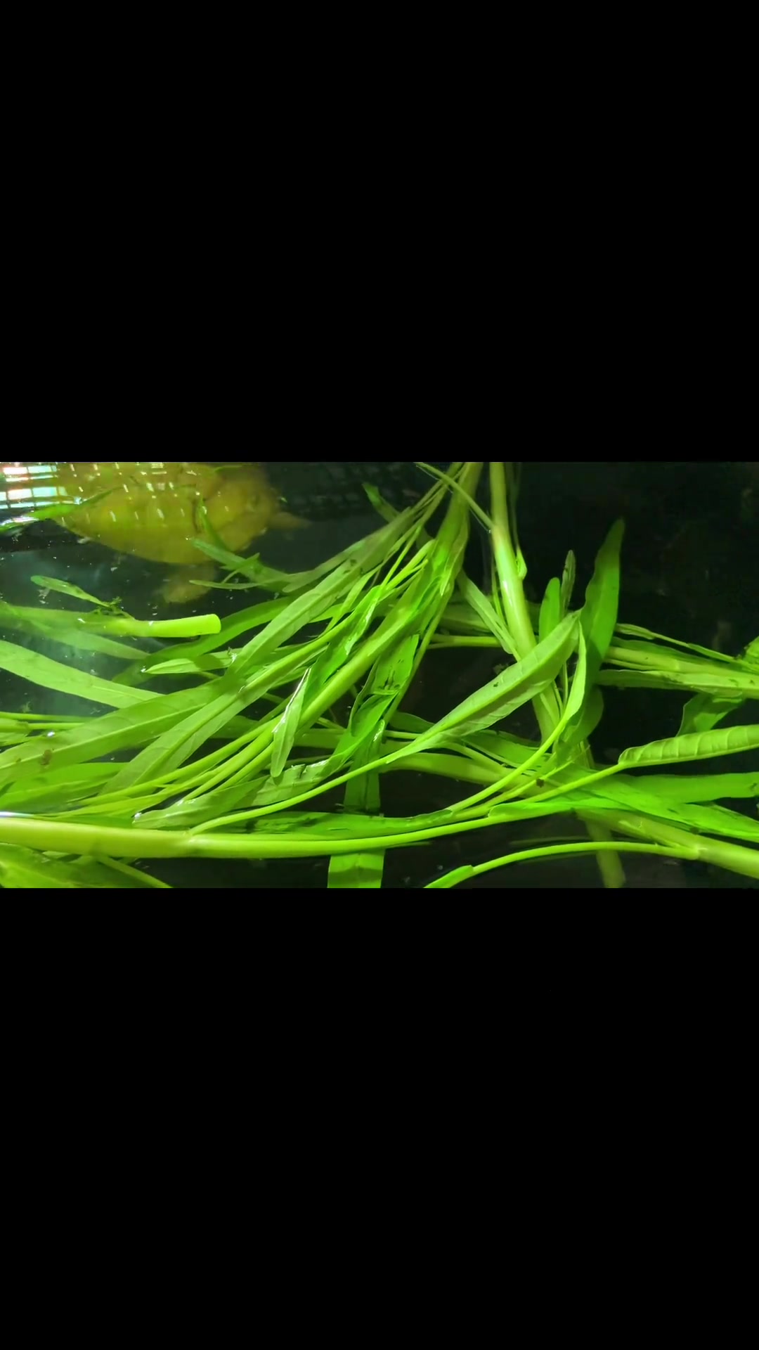 乌龟吃啥青菜不拉稀?这款它爱惨,还有啥讲究?