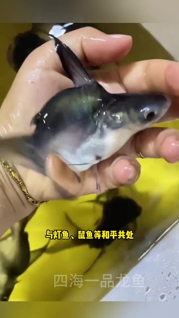 球鲨鱼 水族 观赏鱼