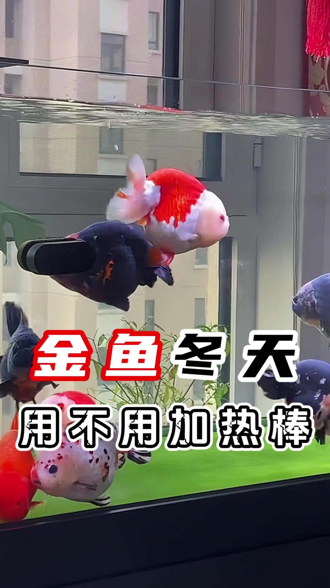 冬天金鱼需要用加热棒?金鱼有必要开加热棒吗?加热棒是智商税吗