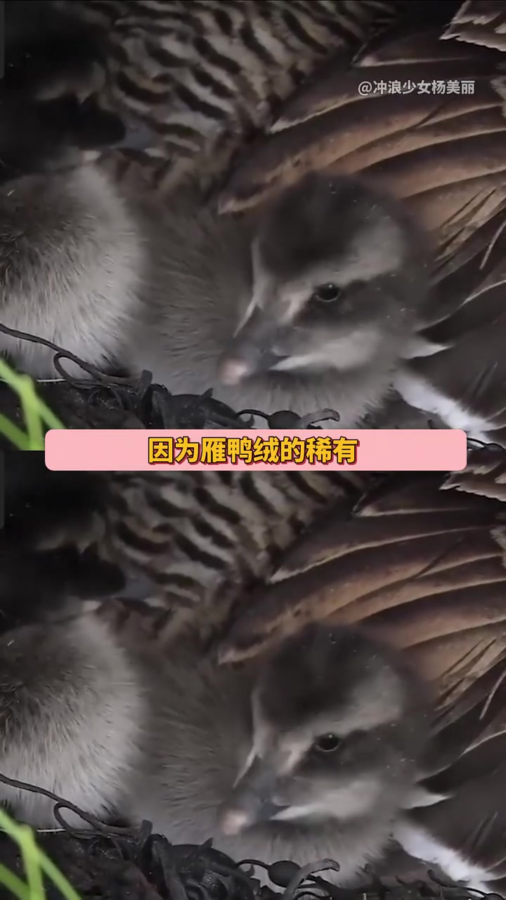 雁鸭看似冷静，实则没招了
